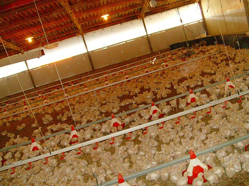factory famed chicken poultry