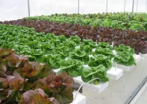 CSA Farm Green Bay WI hydroponic lettuce