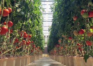 CSA Farm Green Bay WI hydroponic tomatoes