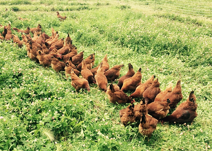CSA Farm Green Bay WI chickens