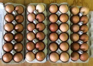 CSA Farm Green Bay WI farm fresh eggs