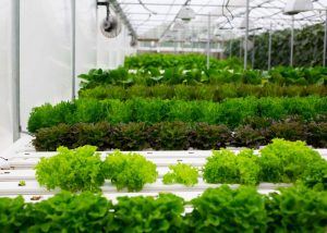 CSA Farm Green Bay WI hydroponic lettuce