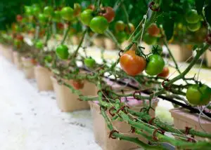 CSA Farm Green Bay WI hydroponic tomatoes